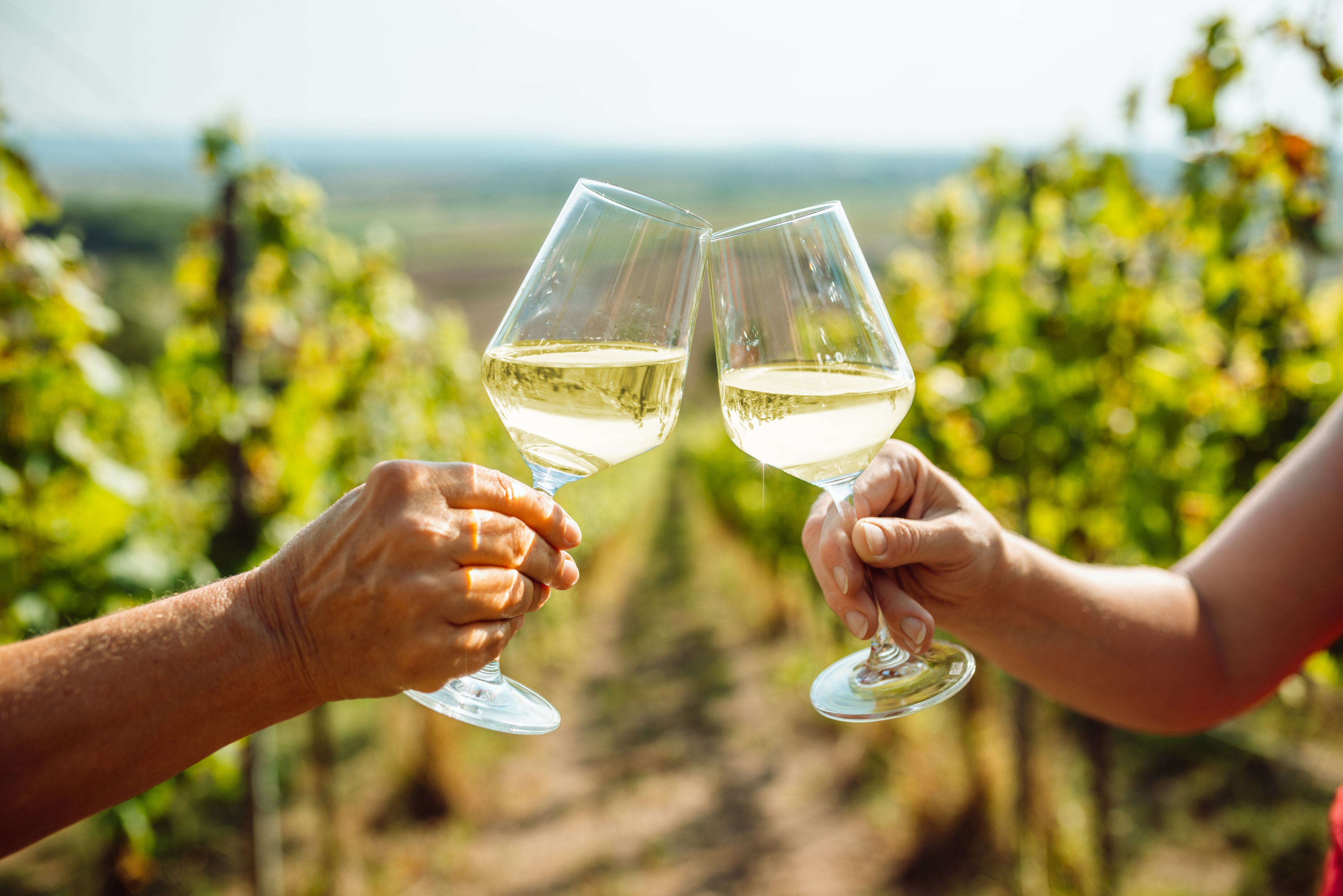 Im Bildvordergrund kommen von rechts und links zwei Hände ins Bild, die je ein Weinglas mit Weisswein befüllt halten und anstoßen, im Hintergrund verschwommene Rebzeilen eines Weinbergs im Sonnenschein