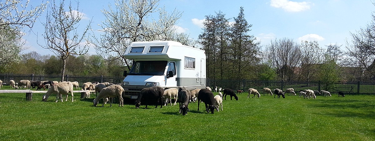 Wohnmobil im Hintergrund, vorne eine kleine Schafherde auf einer grünen Wiese