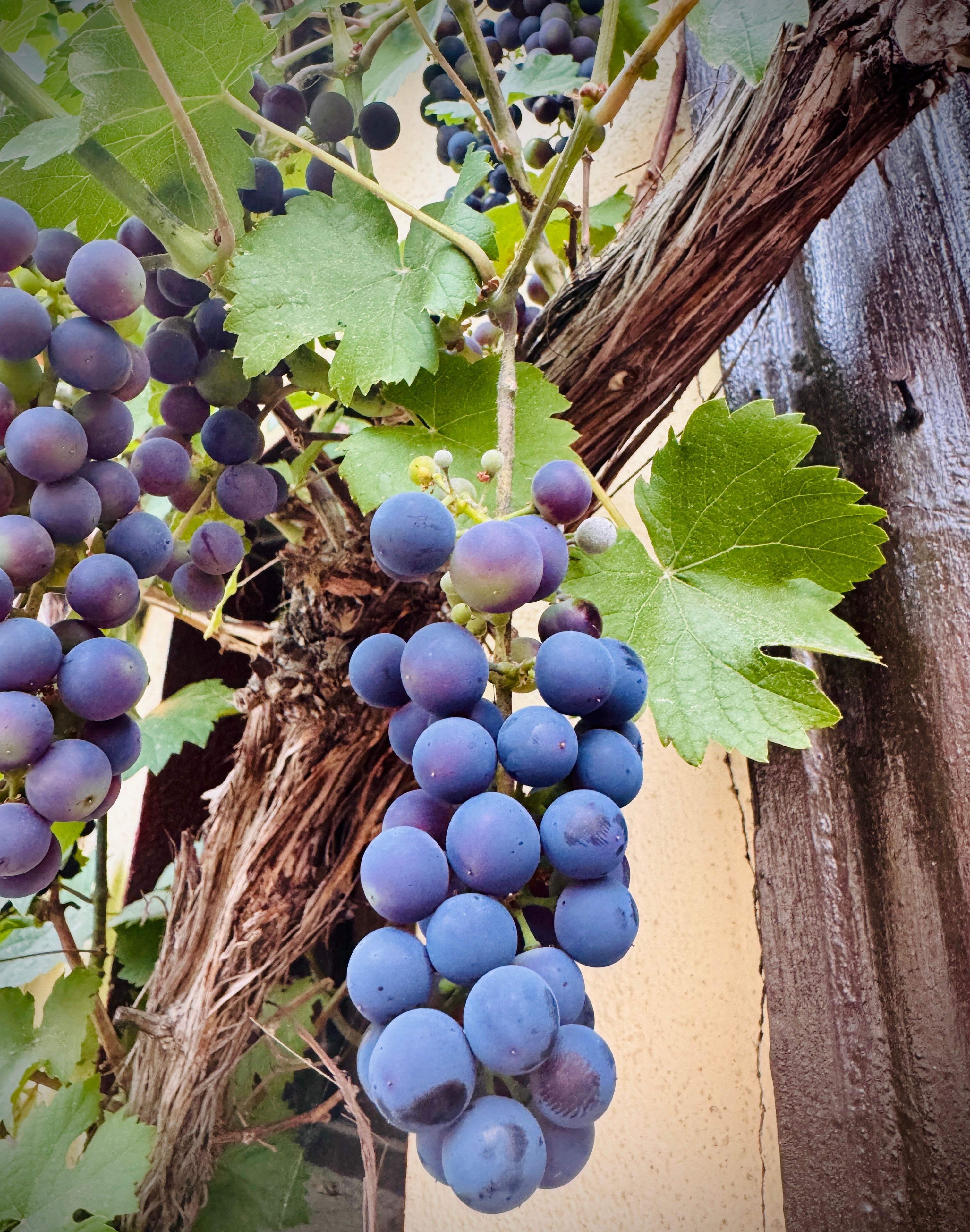 Blaue Weintrauben am Spalier vor Fachwerk