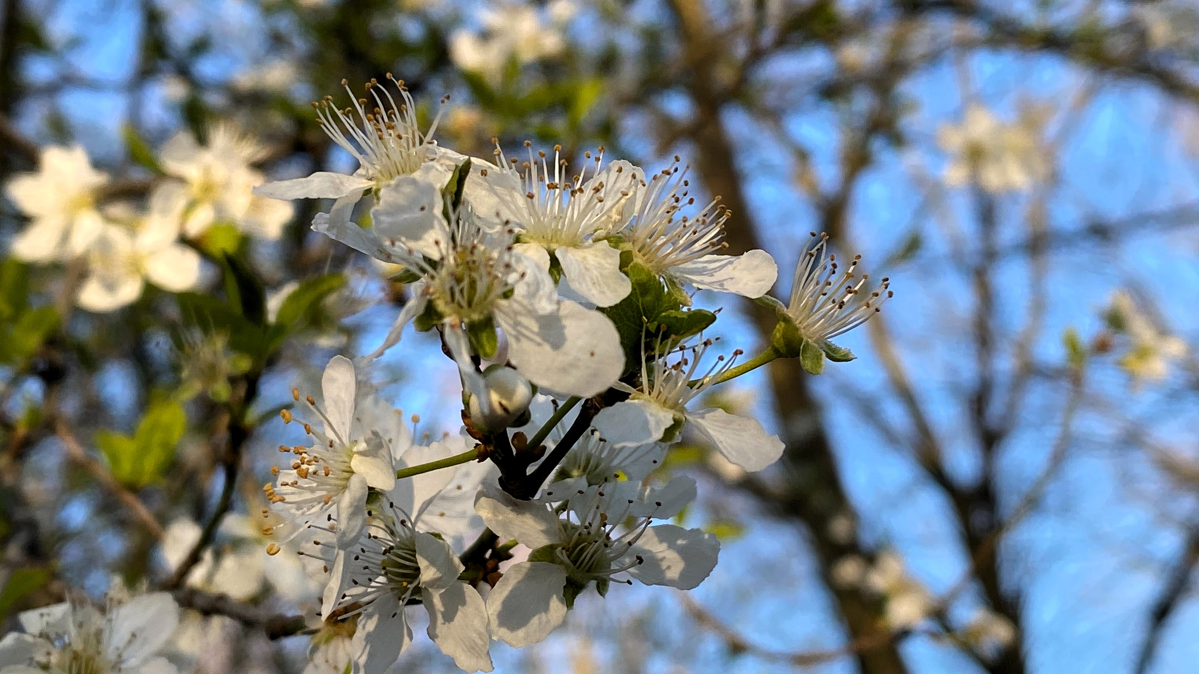 Detailaufnahme Obstbaumblüte, weiß-hellrosane Blüten vor blauem Himmel; Kelch-, Staub- und Fruchtblätter sind zu erkennen