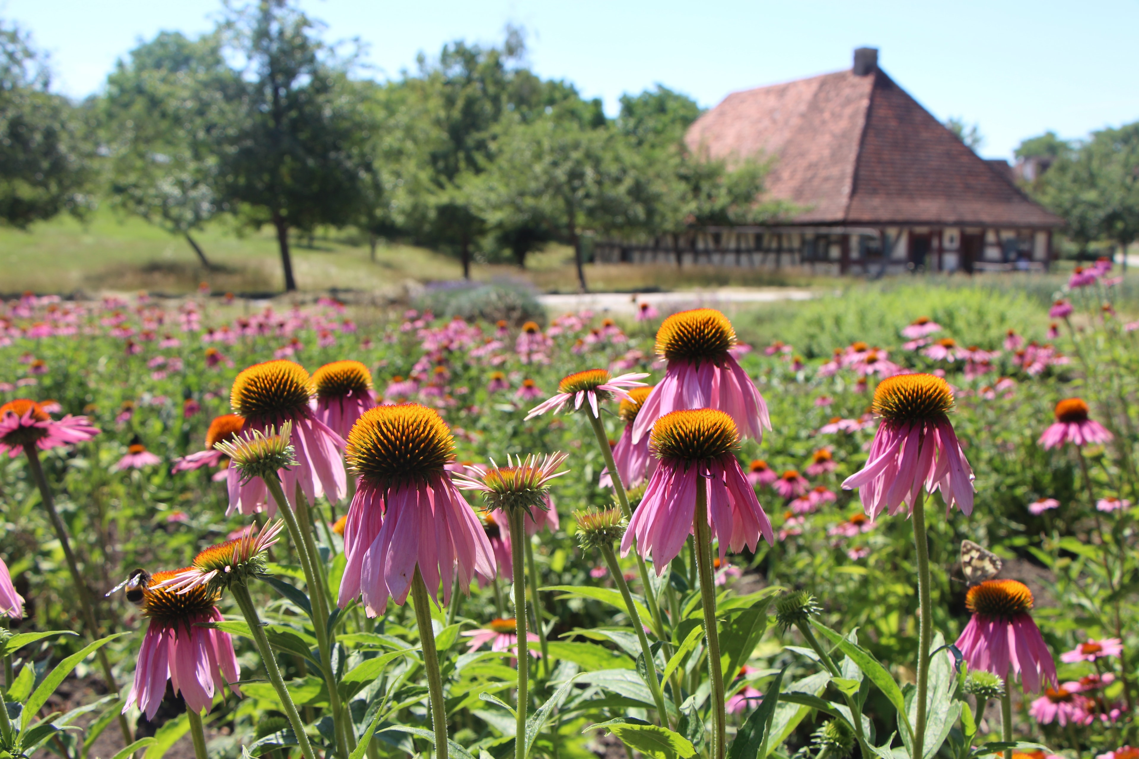Blumen vor historischem Haus im Freilandmuseum Bad Windsheim
