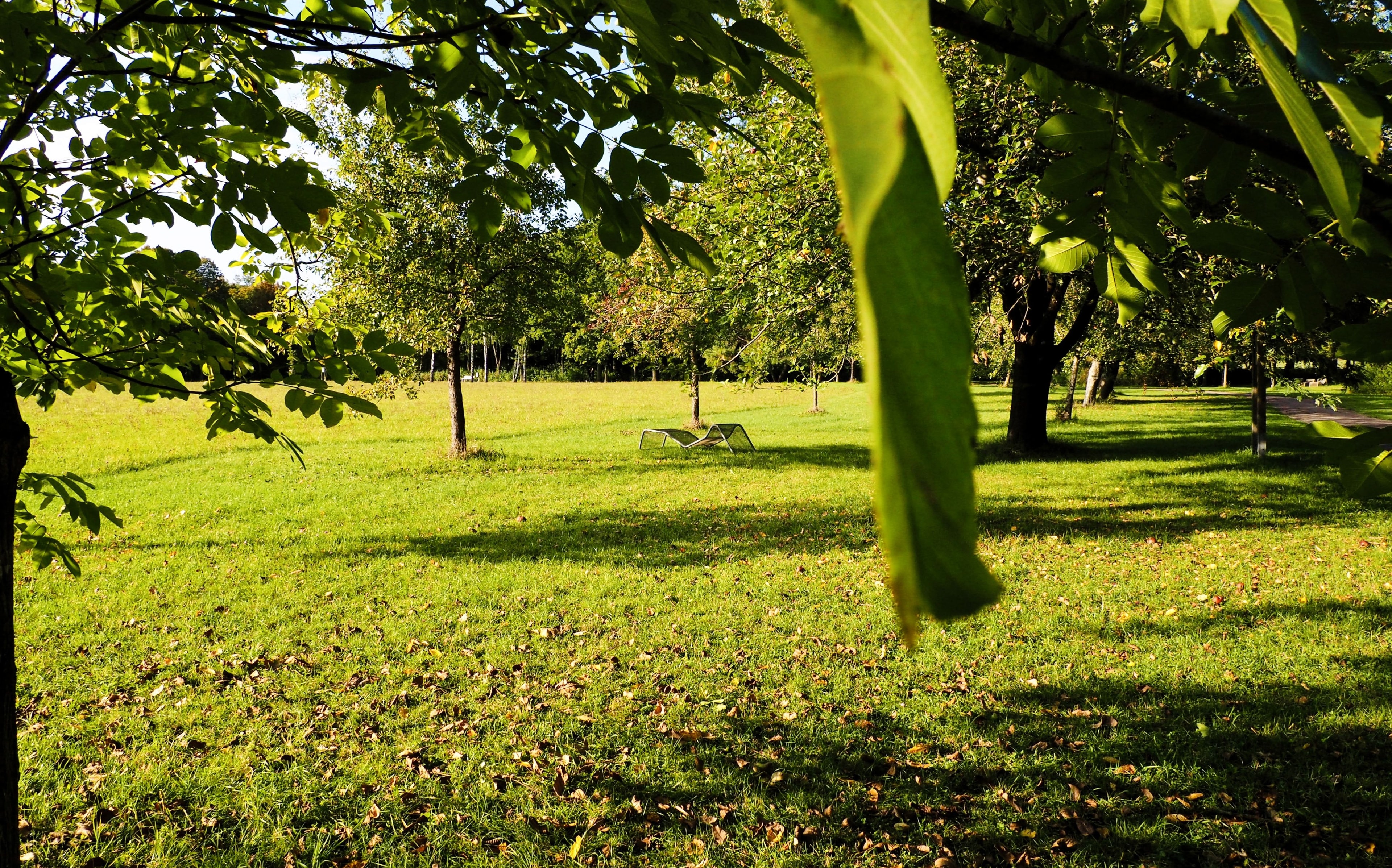 Spätsommerliche Streuobstwiese im Abendlicht im Bad Windsheimer Kurpark mit Ruheliege