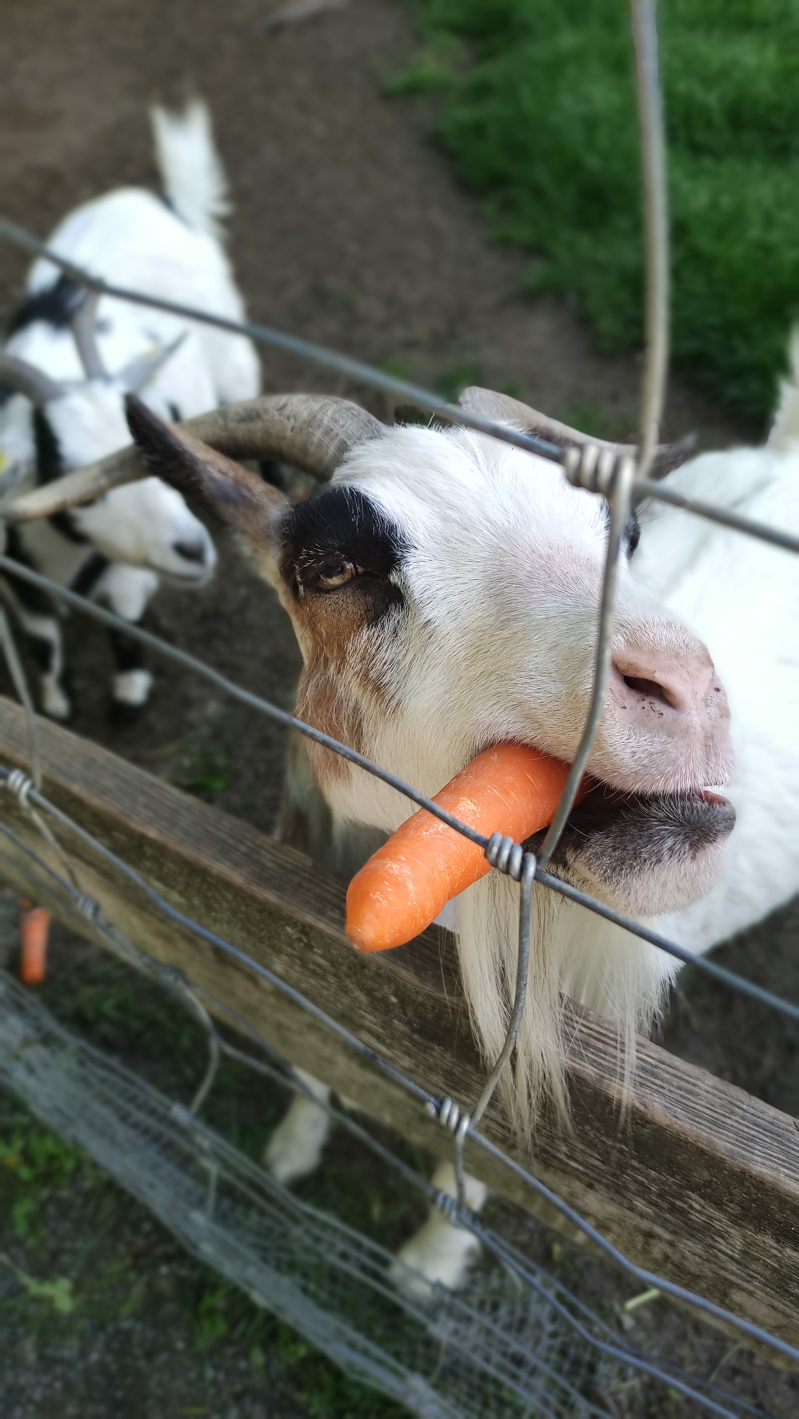 Ziege mit Karotte im Maul im Tiergehege