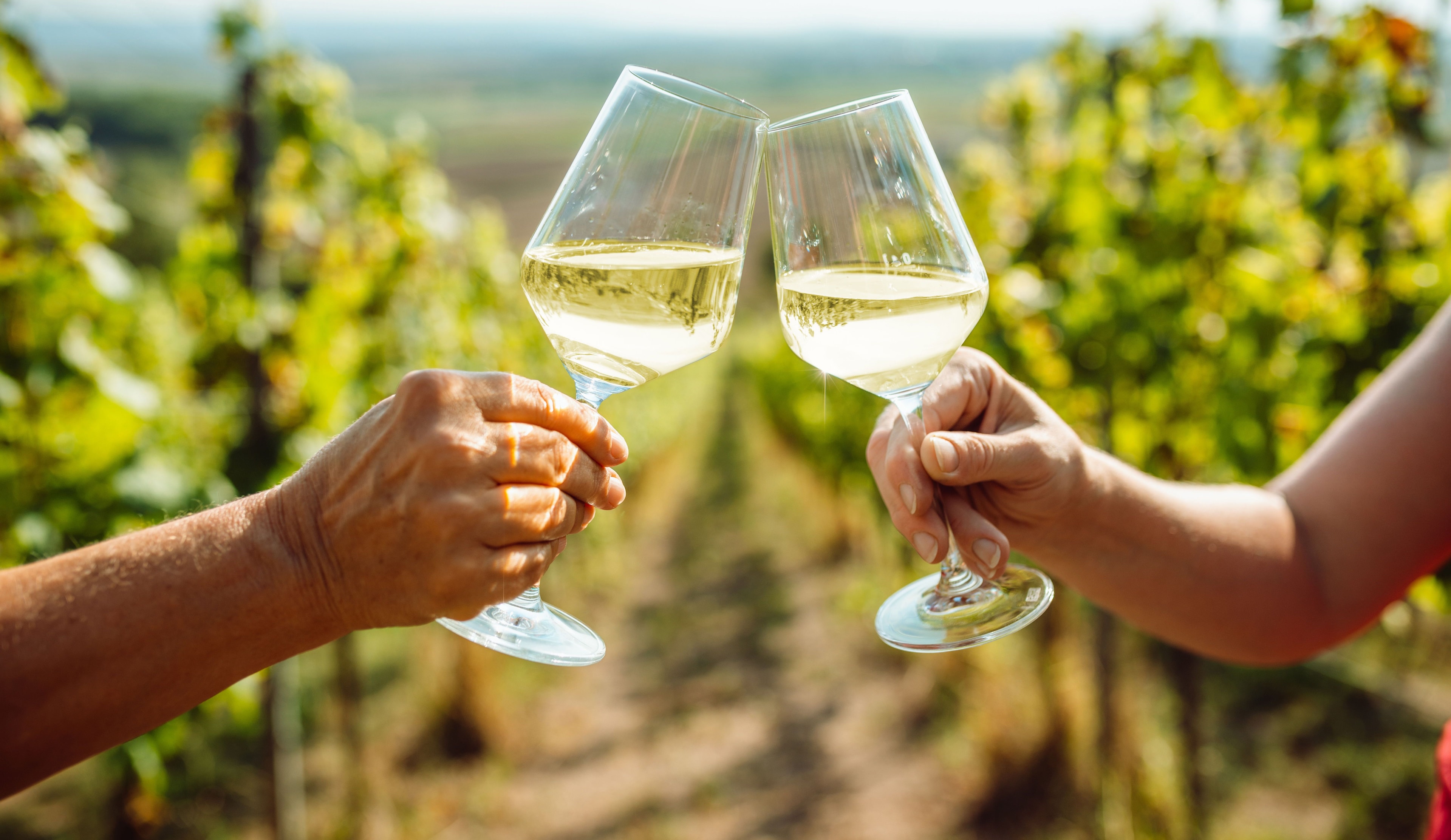 Bilder von Weingläsern, die angestoßen werden vor Weinreben