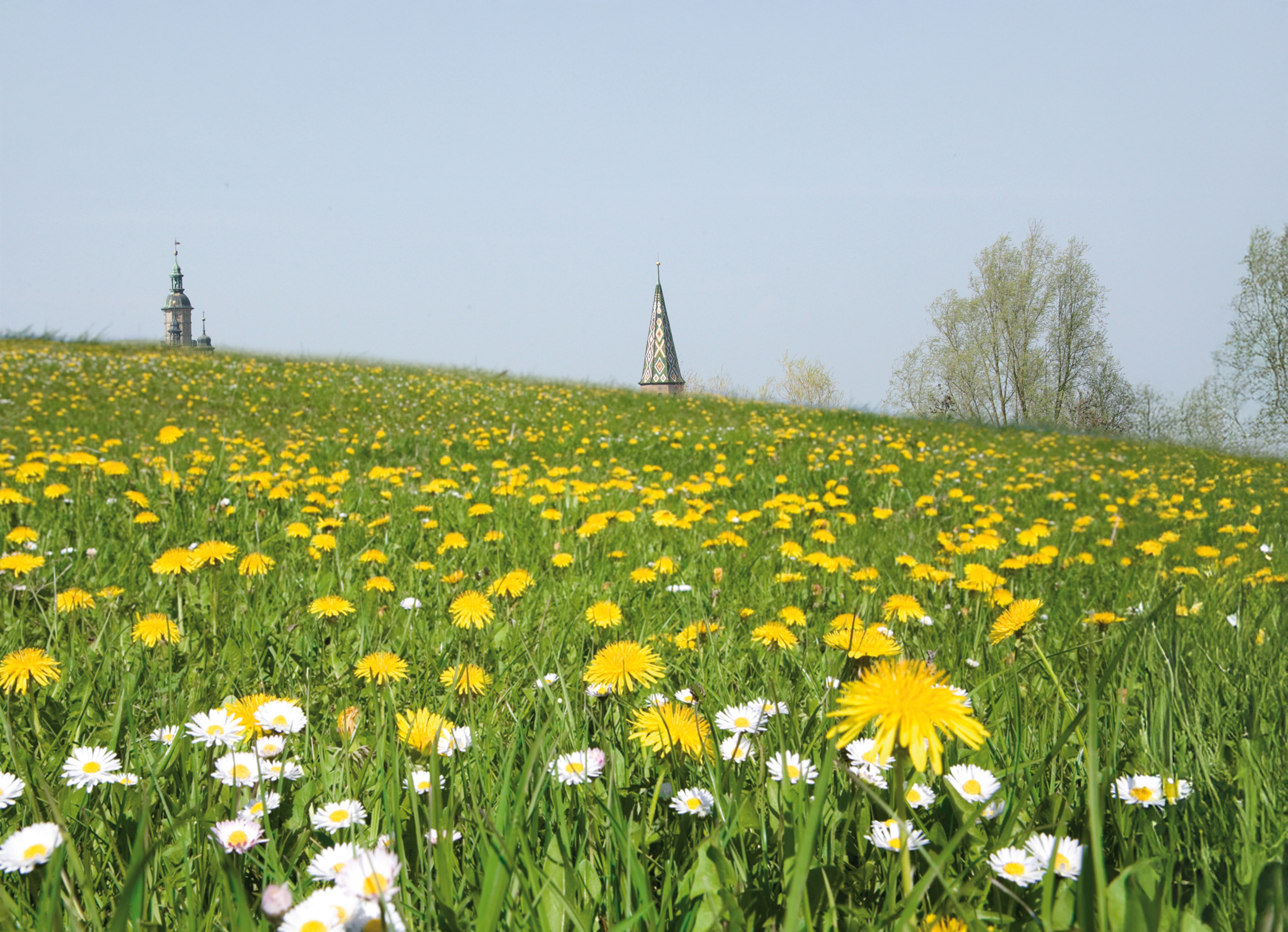 Eine große, ansteigende grüne Frühlingswiese mit Löwenzahn- und Gänseblümchen-Blüten, am Horizont die Spitzen zweier Bad Windsheimer Kirchtürme, blauer Himmel sowie ein austreibender Baum
