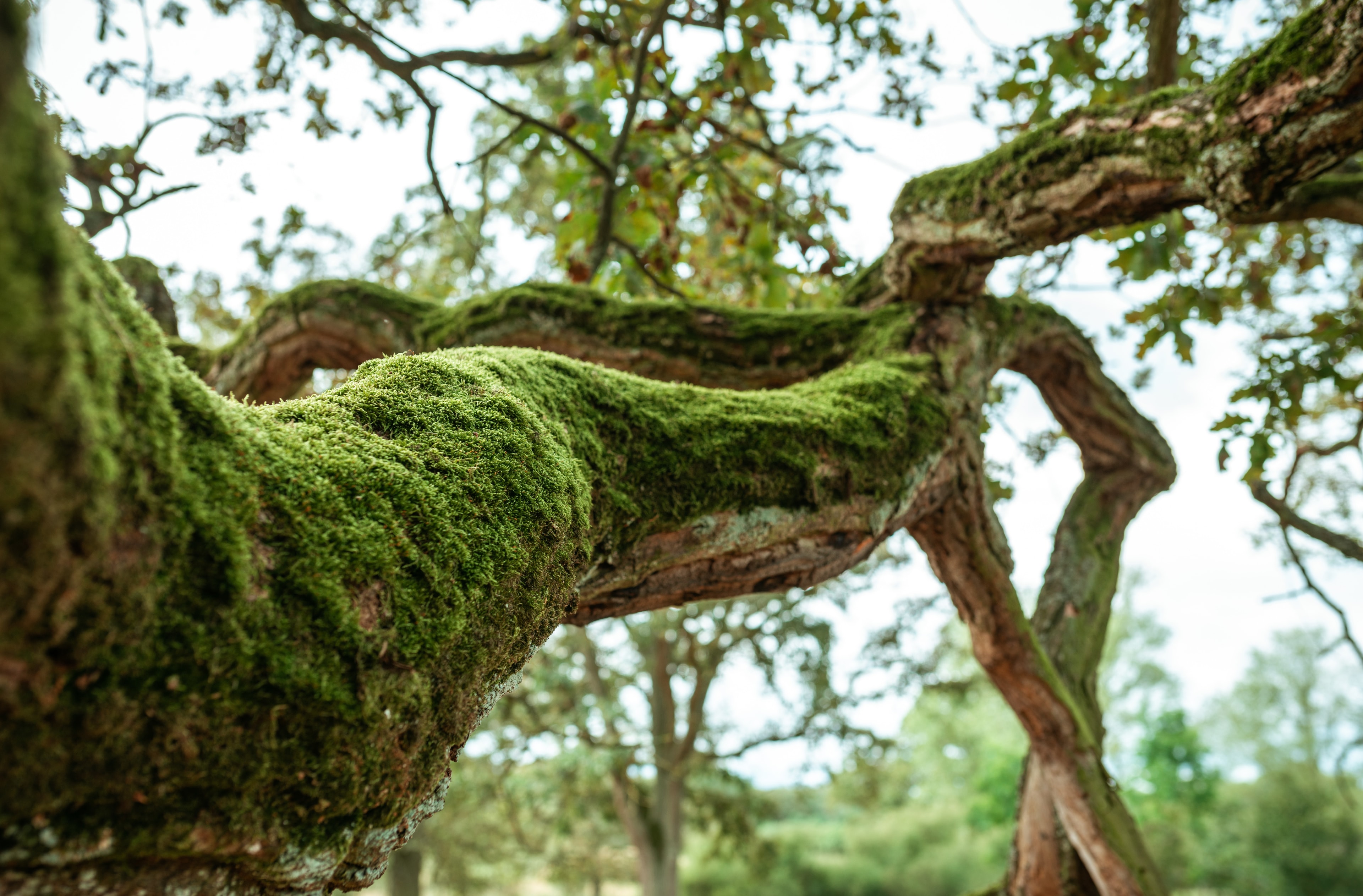 Ein grün bemooster alter, riesiger Ast ragt vom linken unteren Ende ins Bild, Bäume im Hintergrund unscharf
