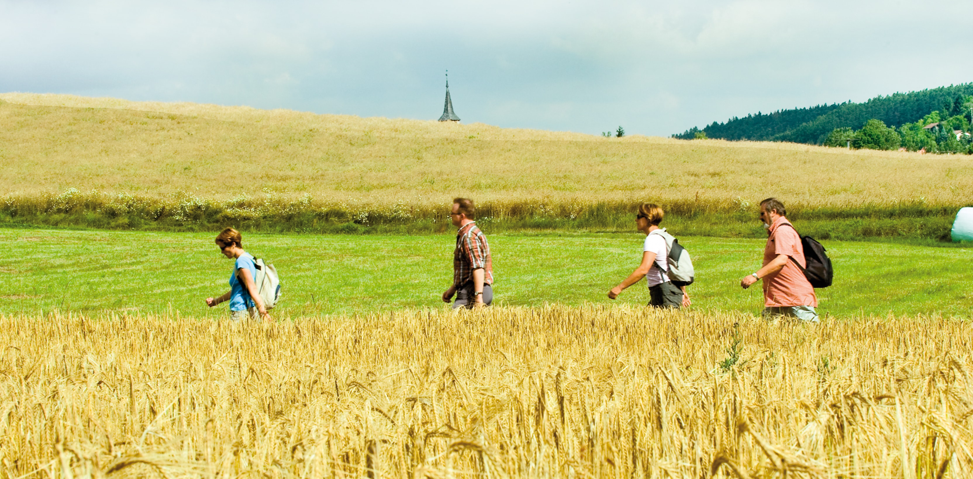 Wandernde Menschen zwischen Getreidefeldern, grüner Wiese , am Horizont Kirchturm & Wald